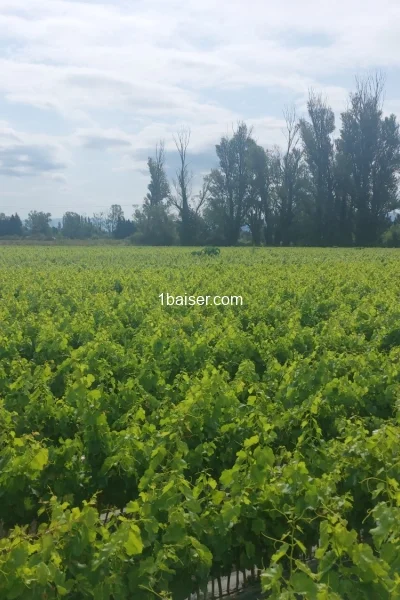 Escort à Vaucluse : Massage et plus, Homme (2/3)