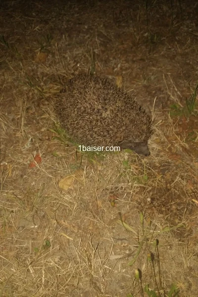 Escort in Orléans : Macc, Female (2/3)